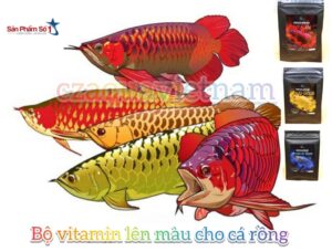 ￼Bột Vitamin Arowana Solid Gold kích màu vàng cho cá rồng Kim Long quá bối, đầu Vàng, Full helmet, King Kong, Ali gói 10g