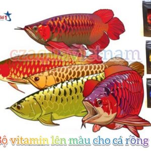 ￼Bột Vitamin Arowana Solid Gold kích màu vàng cho cá rồng Kim Long quá bối, đầu Vàng, Full helmet, King Kong, Ali gói 10g