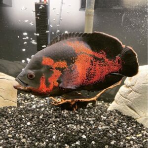 Thức ăn cá Ali Hikari Sinking Cichlid Gold