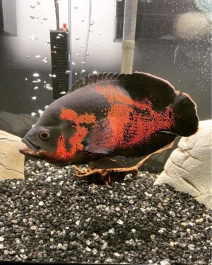 Thức ăn cá Ali Hikari Sinking Cichlid Gold