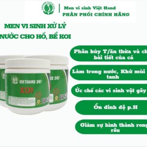 Men Vi Sinh VIETHAND - xử lý bể CÁ KOI