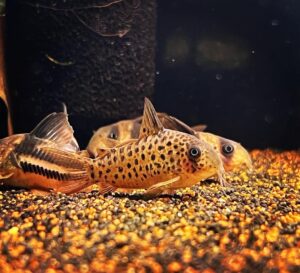 Hikari Sinking Wafers - cám dành riêng cho các dòng cá chuột Corydoras