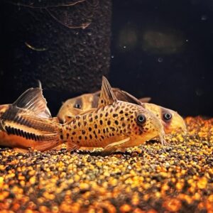 Hikari Sinking Wafers - cám dành riêng cho các dòng cá chuột Corydoras