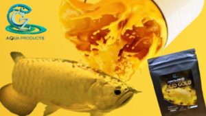 ￼Bột Vitamin Arowana Solid Gold kích màu vàng cho cá rồng Kim Long quá bối, đầu Vàng, Full helmet, King Kong, Ali gói 10g