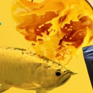 ￼Bột Vitamin Arowana Solid Gold kích màu vàng cho cá rồng Kim Long quá bối, đầu Vàng, Full helmet, King Kong, Ali gói 10g