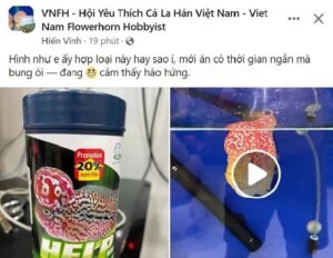 Thức ăn lên đầu và dáng cho cá la hán CZ1.