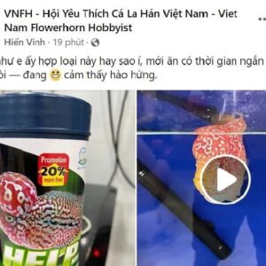 Thức ăn lên đầu và dáng cho cá la hán CZ1.