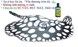 AQUA BẠC Cho Cá Rồng, Cá Hổ, Cá Sam Chai 100ml Hàng Chính Hãng Thái Lan