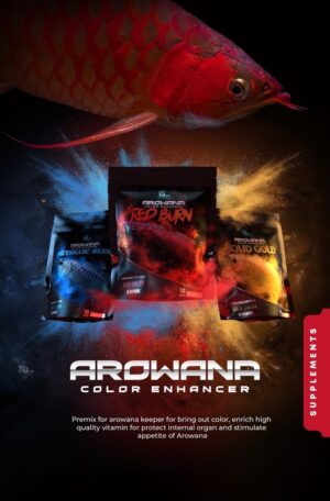 ￼Bột Vitamin Arowana Solid Gold kích màu vàng cho cá rồng Kim Long quá bối, đầu Vàng, Full helmet, King Kong, Ali gói 10g