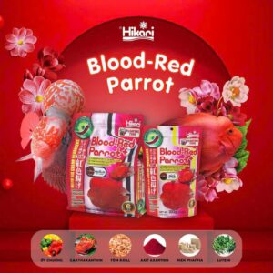 ￼Thức ăn tăng màu và đầu cho cá hồng két kinh kong đỏ- Hikari red parrot