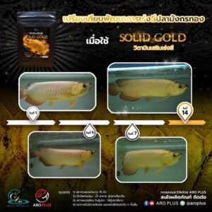 ￼Bột Vitamin Arowana Solid Gold kích màu vàng cho cá rồng Kim Long quá bối, đầu Vàng, Full helmet, King Kong, Ali gói 10g